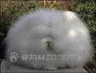 世界上最可爱的动物是？