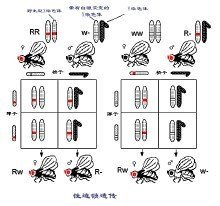 y染色体微缺失检测正常后怎么办