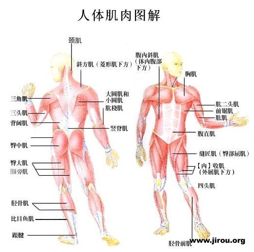 上臂三角肌在哪里，怎么定位