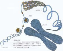 y染色体微缺失检测正常后怎么办