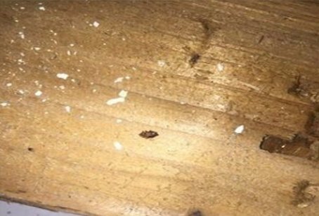 深圳工作宿舍有臭虫怎么办,有没有彻底消灭的方法。求帮助