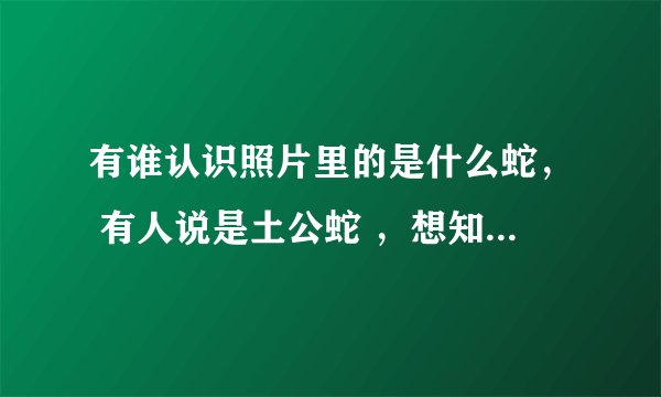 有谁认识照片里的是什么蛇， 有人说是土公蛇 ，想知道确切答案？
