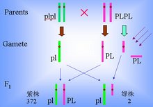 y染色体微缺失检测正常后怎么办
