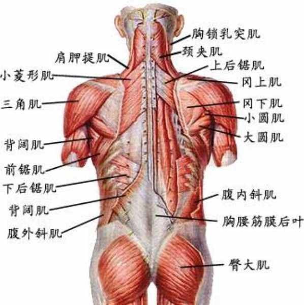 上臂三角肌在哪里，怎么定位