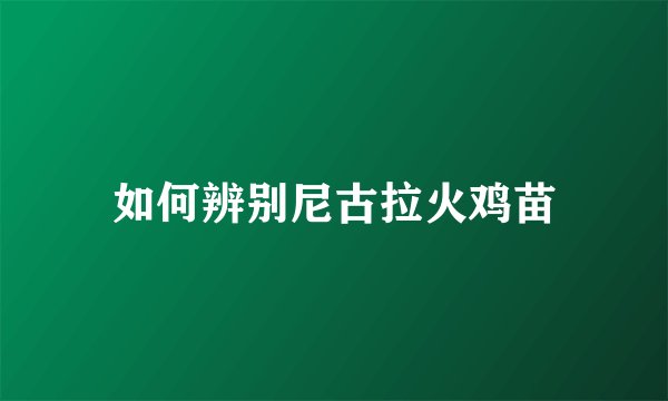 如何辨别尼古拉火鸡苗
