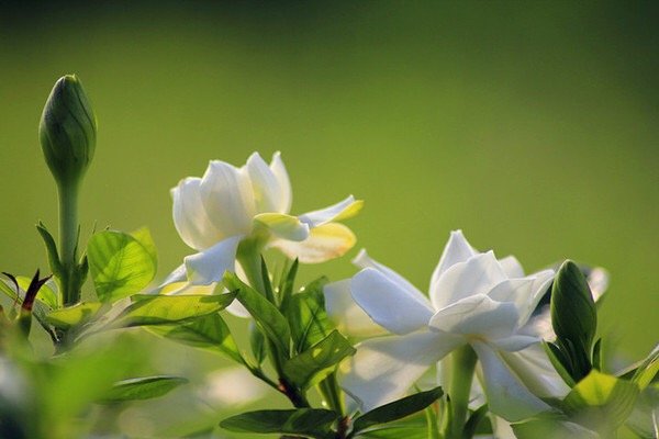 枝子花怎么养啊和图片