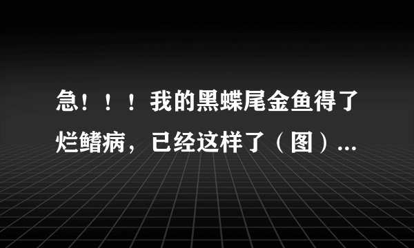 急！！！我的黑蝶尾金鱼得了烂鳍病，已经这样了（图），应该怎么办啊？我已经在用大盐和黄粉泡了，