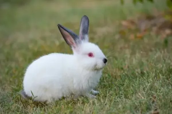 2023年迎兔年的顺口溜