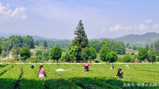 贵州茶叶种植面积居全国第一，为何没有茶叶品牌呢？