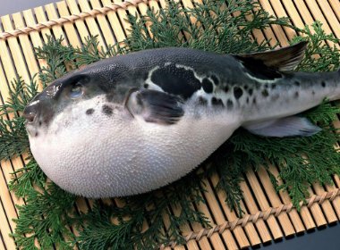 日本批准基因编辑河豚上市销售,与普通河豚有何区别?