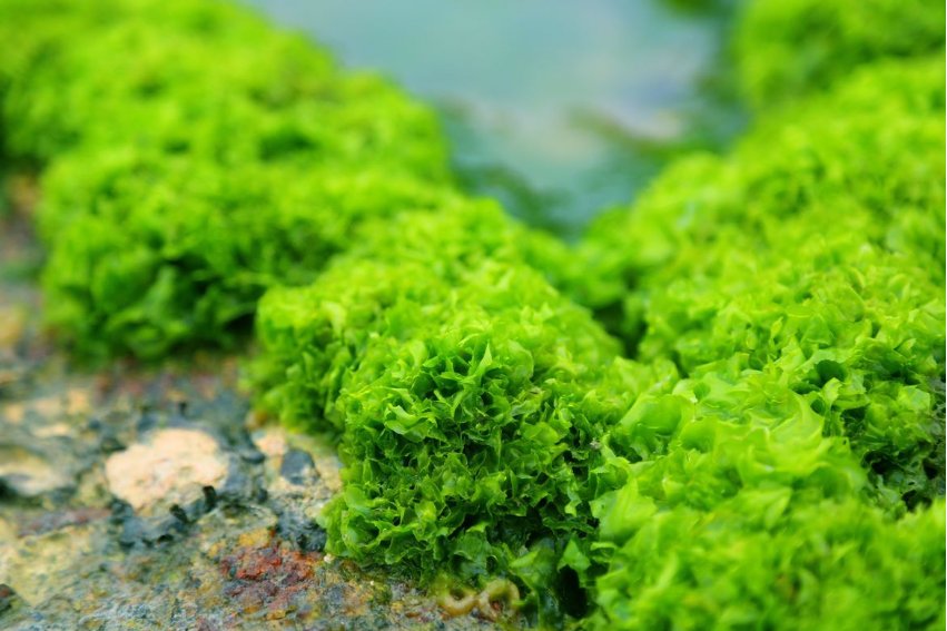 海藻有根这一组织结构吗