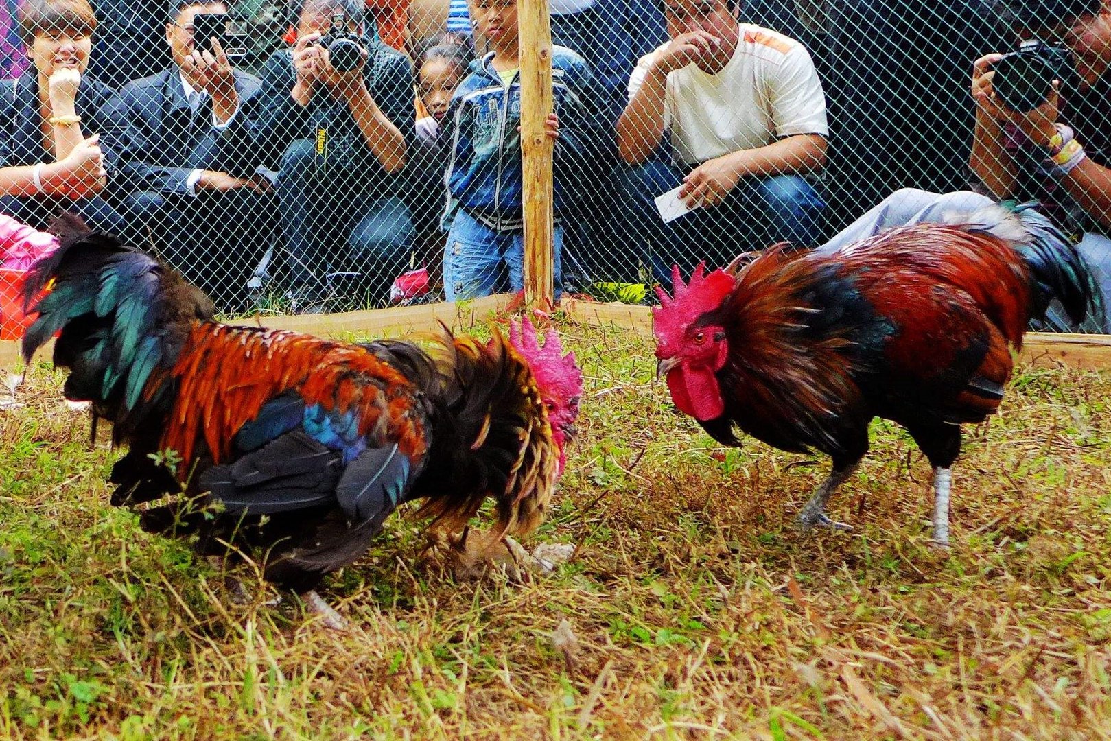 印度男子斗鸡，人被鸡杀了！事发过程到底有多离谱？