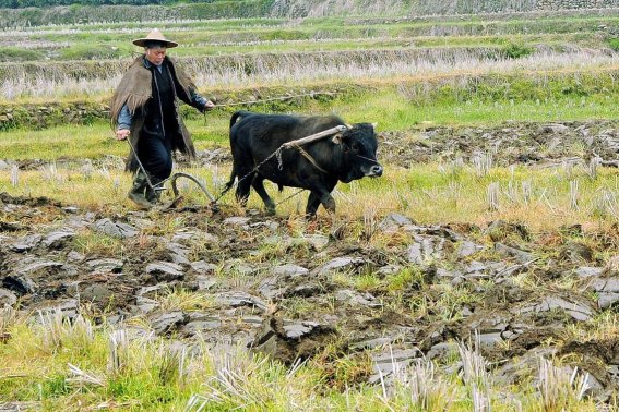 立夏看夏的说法指的什么
