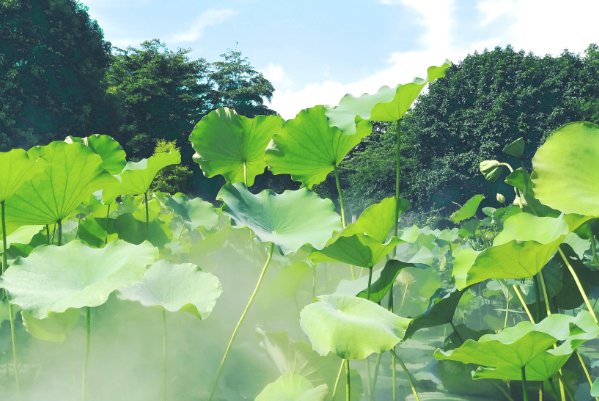 七月优美的开头语句