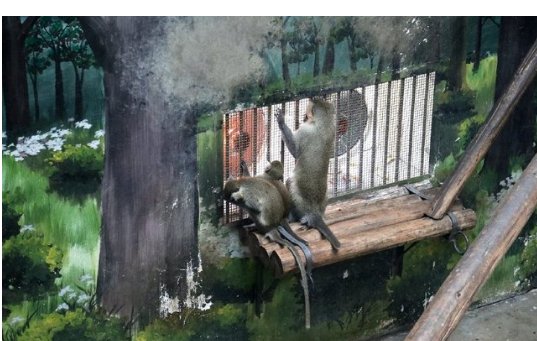 动物园猴子为什么在电烤炉前“抱团取暖”？