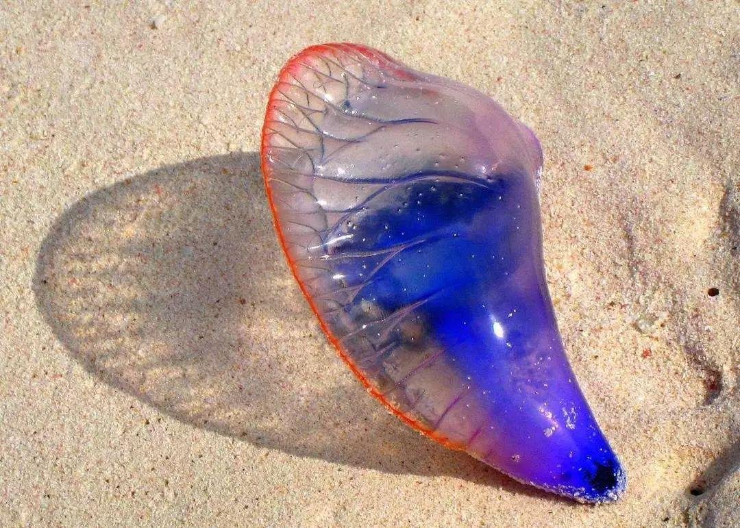 意大利海域遭受水母入侵，被水母刺伤后应该如何处理？