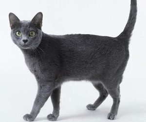 科来特猫的具体描述