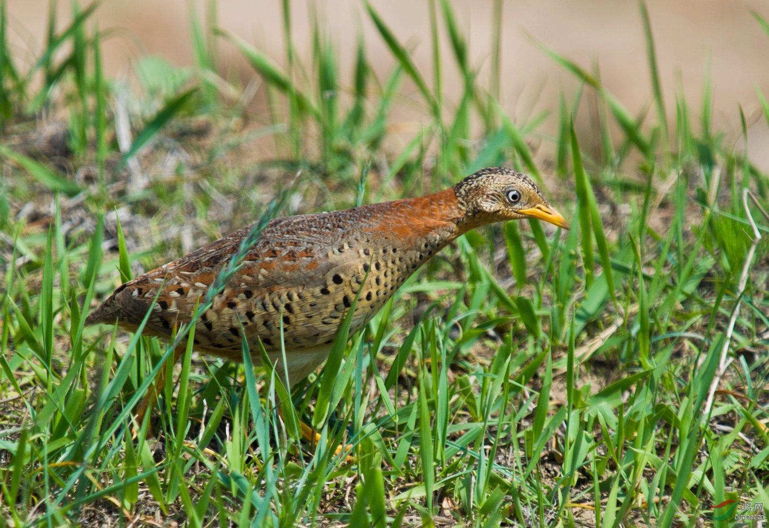 4人造谣贵州山村怪声受罚？造谣对大家产生了哪些影响？