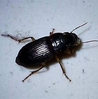 京津冀现不明黑色昆虫，专家对此作何解读？