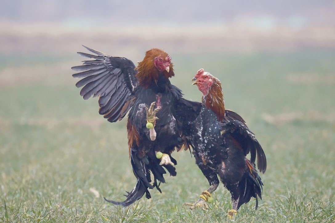印度男子斗鸡，人被鸡杀了！事发过程到底有多离谱？