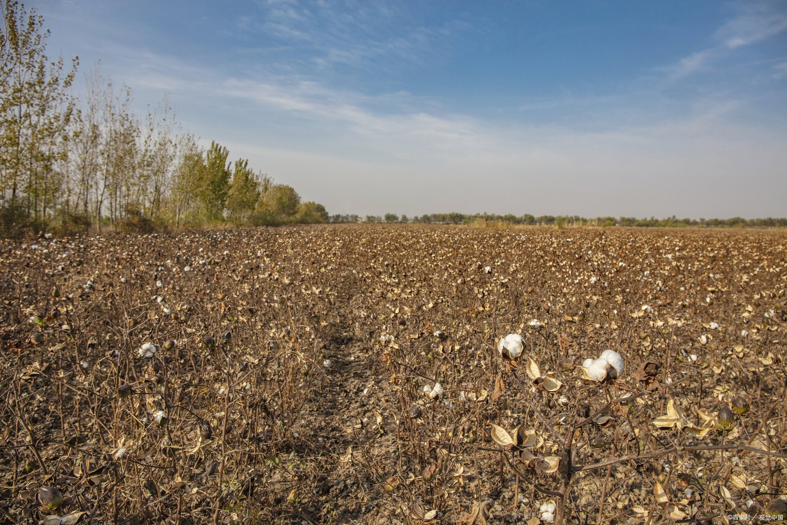 请问棉花的生育时期和生育期是什么时候呢？