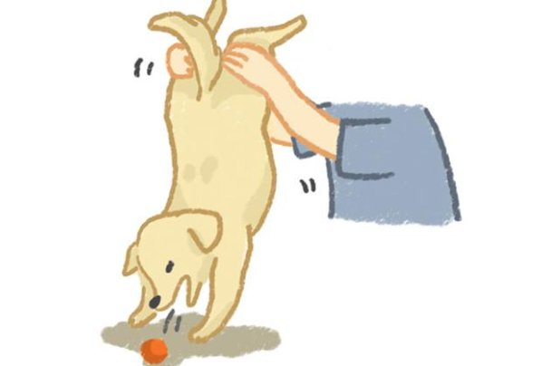 狗狗卡东西怎么办