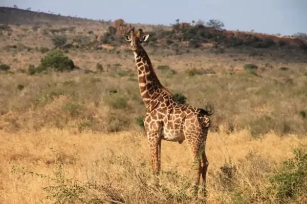 猜一猜,长颈鹿可以多久不喝水
