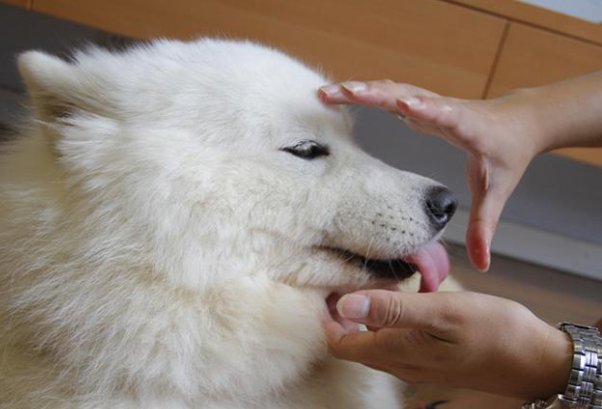 狗狗卡东西怎么办