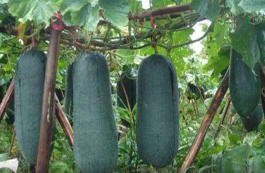 冬瓜成熟于冬季对吗？