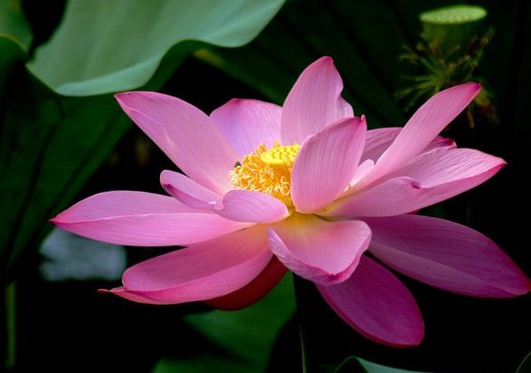 半夜莲花开是几点