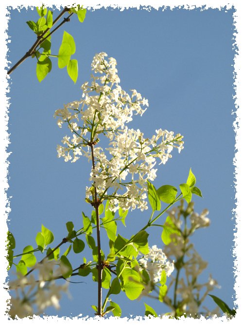 陌上药香的介绍