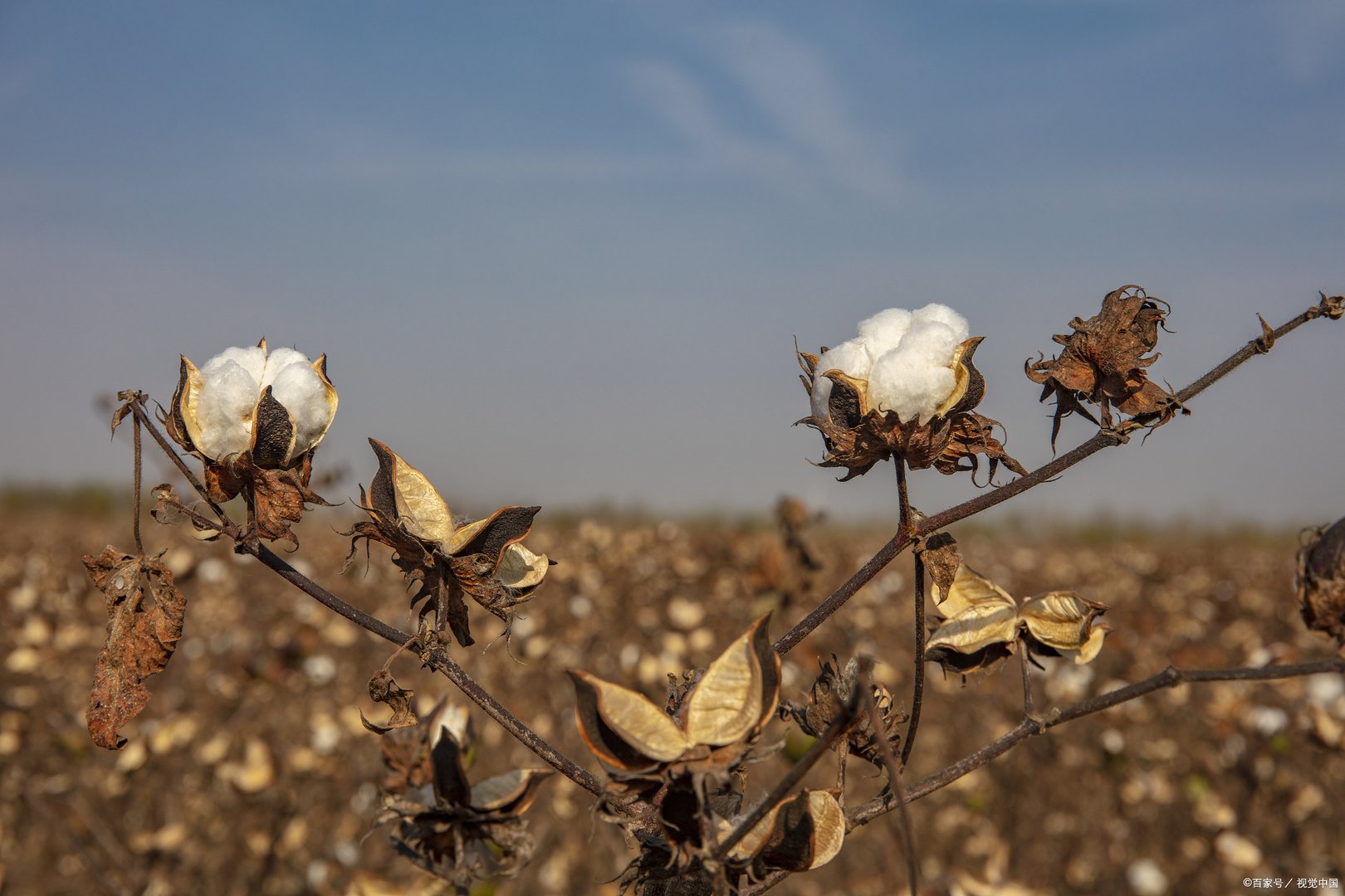 请问棉花的生育时期和生育期是什么时候呢？