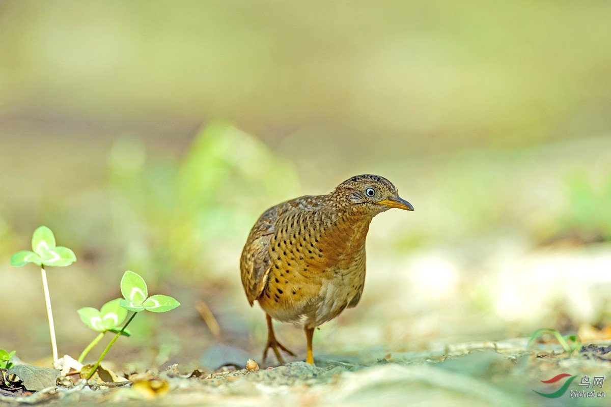 4人造谣贵州山村怪声受罚？造谣对大家产生了哪些影响？