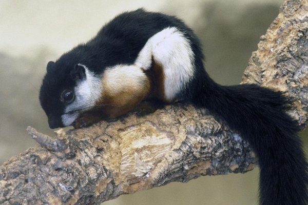 地球上最大的松鼠