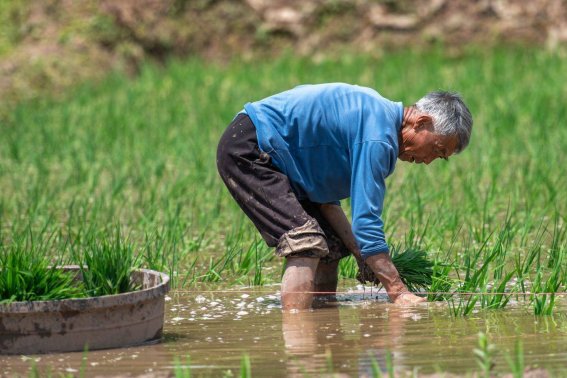 立夏看夏的说法指的什么