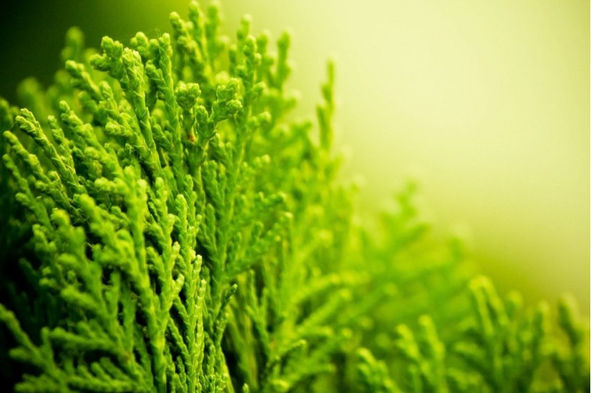 海藻有根这一组织结构吗