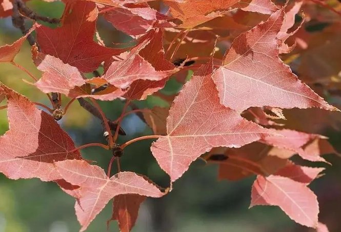 霜叶红于二月花指的是哪一种树