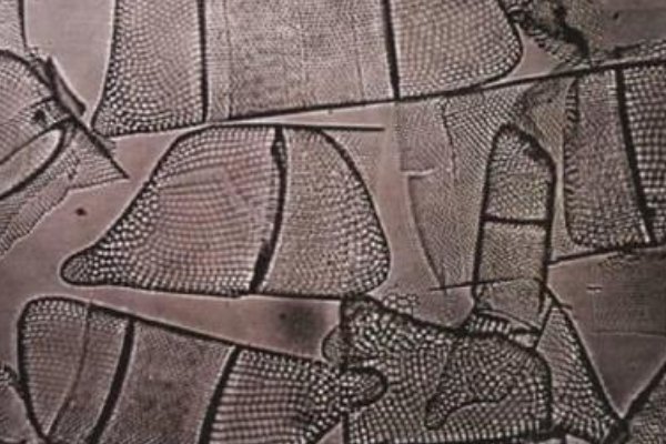 平面设计肌理构成图片有哪些