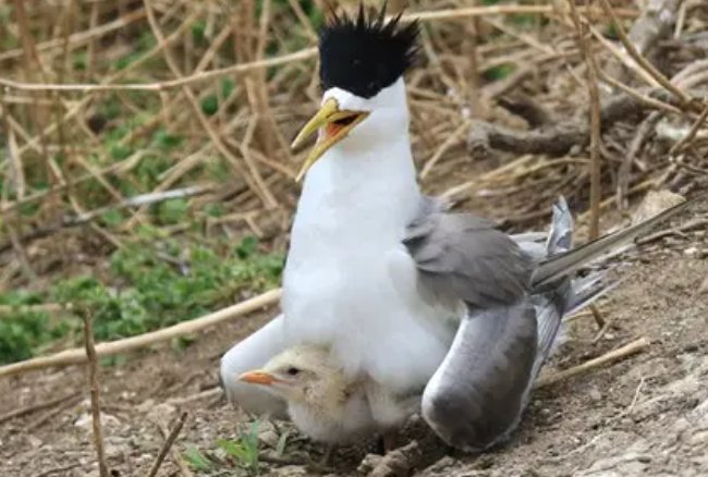 近百只极危鸟类停留胶州湾的原因是什么呢?