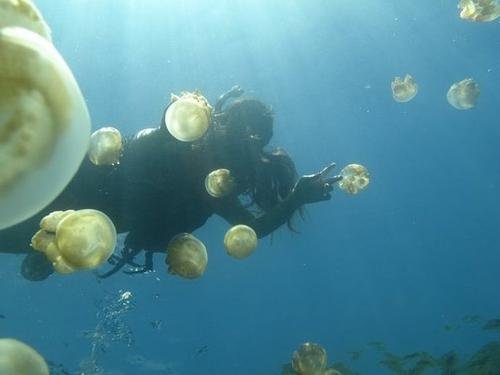 乌克兰巨大水母群覆盖海面是怎么回事