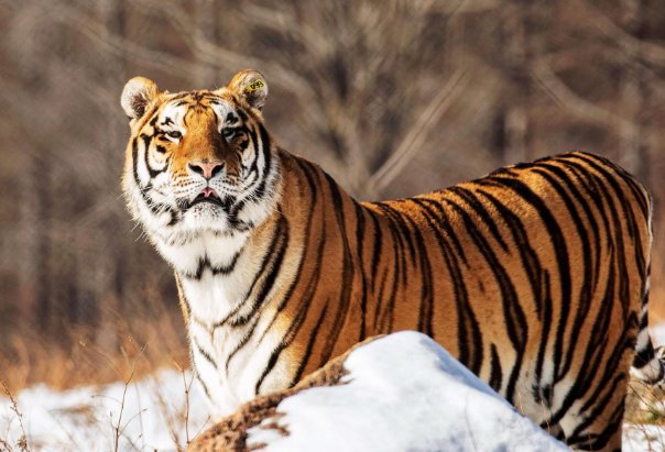 生擒活捉指什么生肖