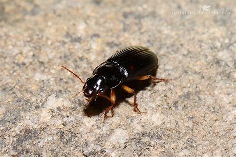 京津冀现不明黑色昆虫，专家对此作何解读？