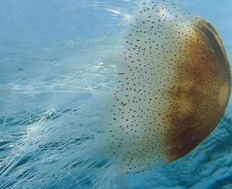 乌克兰巨大水母群覆盖海面是怎么回事