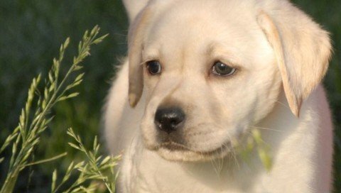 拉布拉多幼犬多少价格