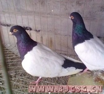 蓝天观赏鸽论坛的介绍