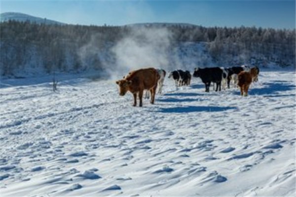 南方多地降温如“换季”,此次寒潮的特点是什么?