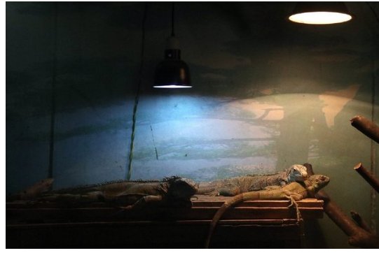 动物园猴子为什么在电烤炉前“抱团取暖”？