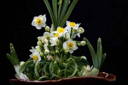 水仙一天中什么时候开放？