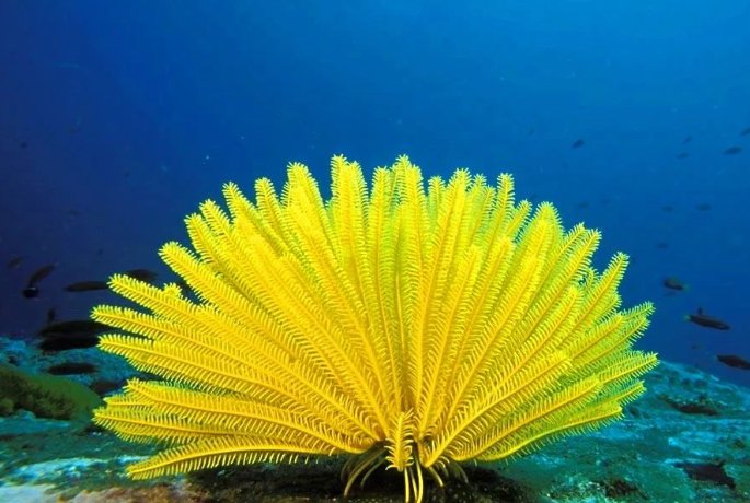 动植物中被称作“活化石”的有哪些？