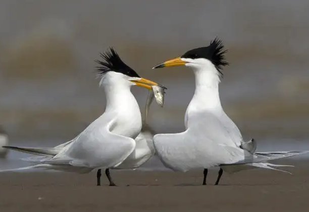 近百只极危鸟类停留胶州湾的原因是什么呢?